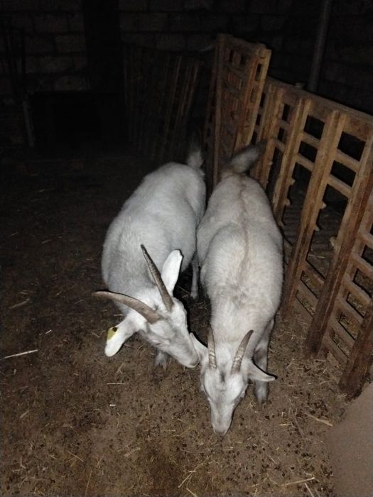 Орыс ешки сатылады жаксы сутти