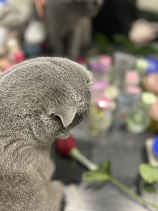 Erkak fold mushuk vyazkaga