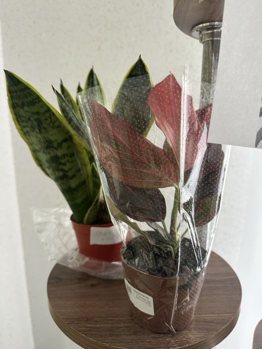 Комнатные цветы по 3500