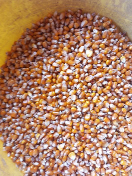 Vând grăunte sticlos  de mămăligă