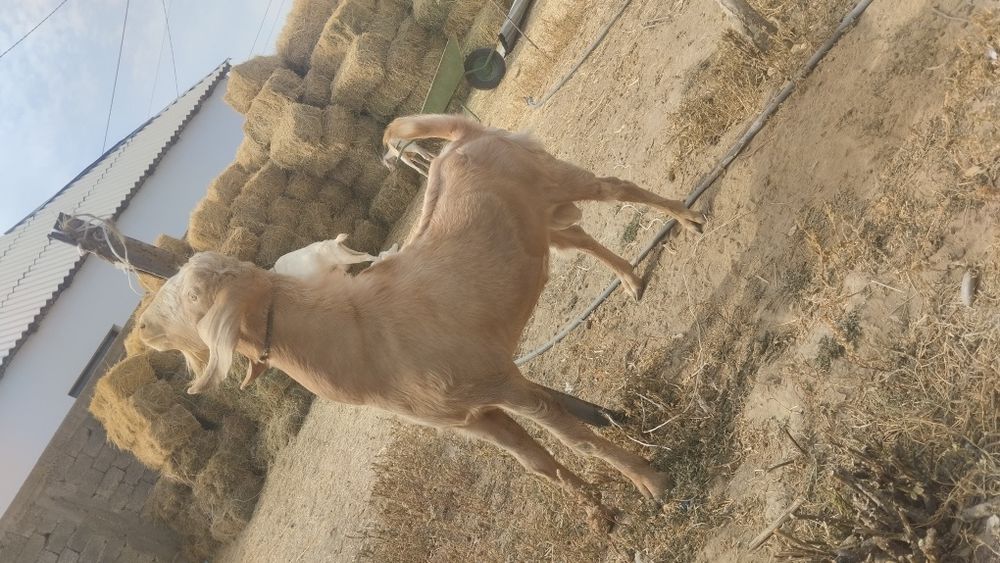 Теке 1.5 жасар казёл