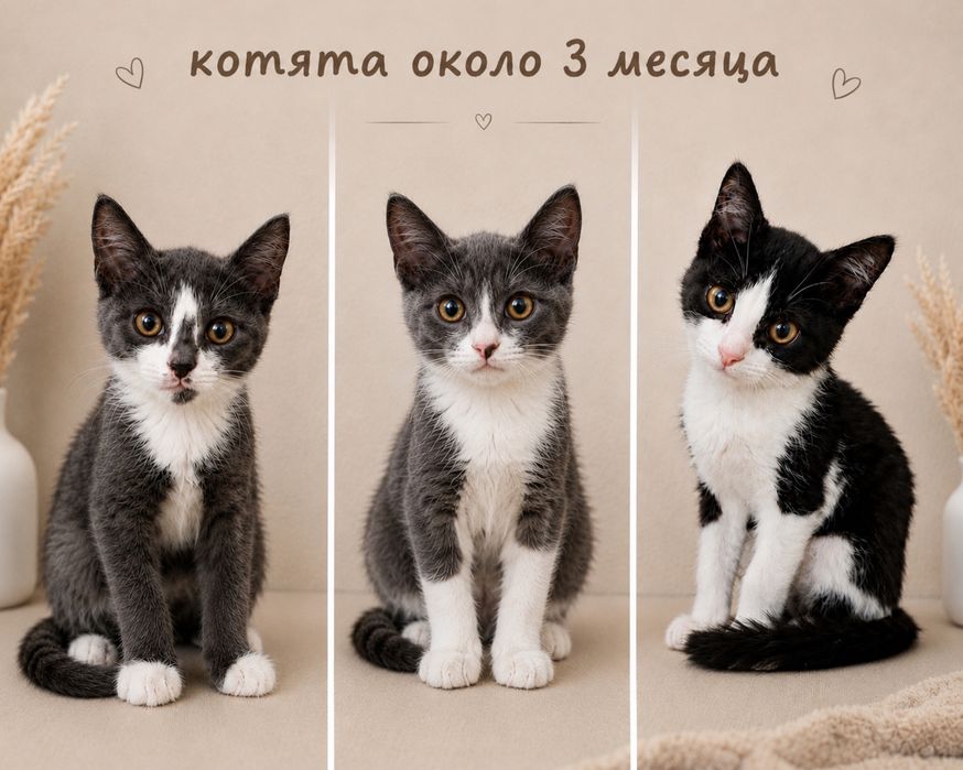 Отдам котёнка. Девочка возраст три месяца