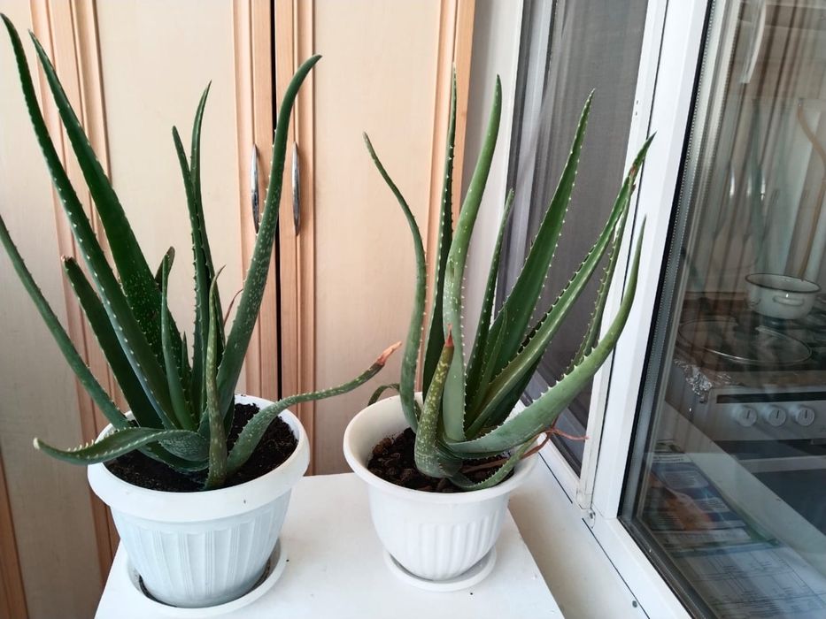 Алоэ вера Комнатный цветок