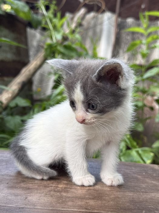 Отдам котят в хорошие руки