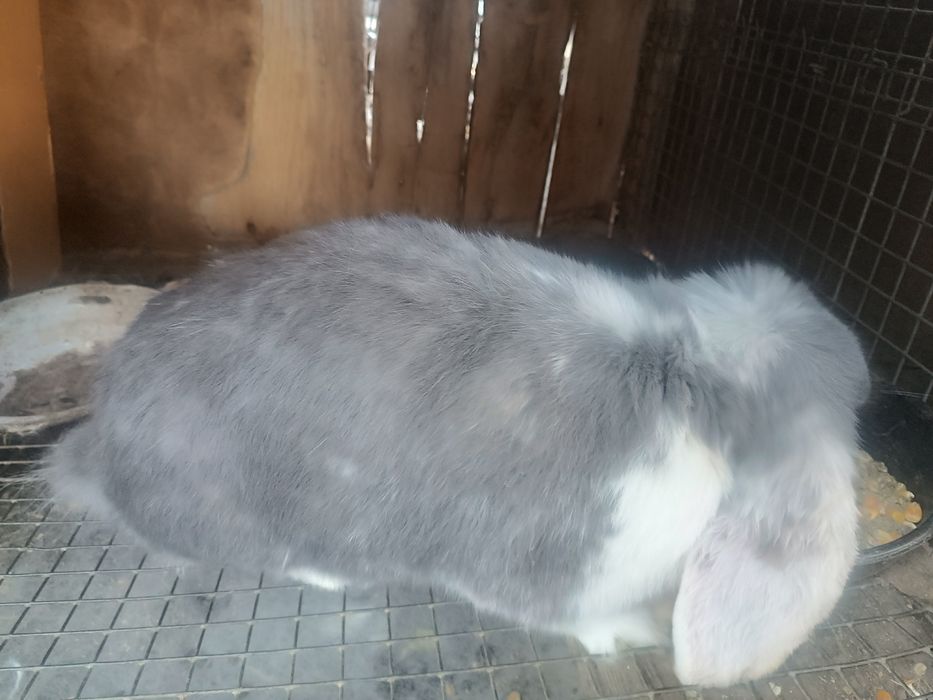 Продам  кролика.