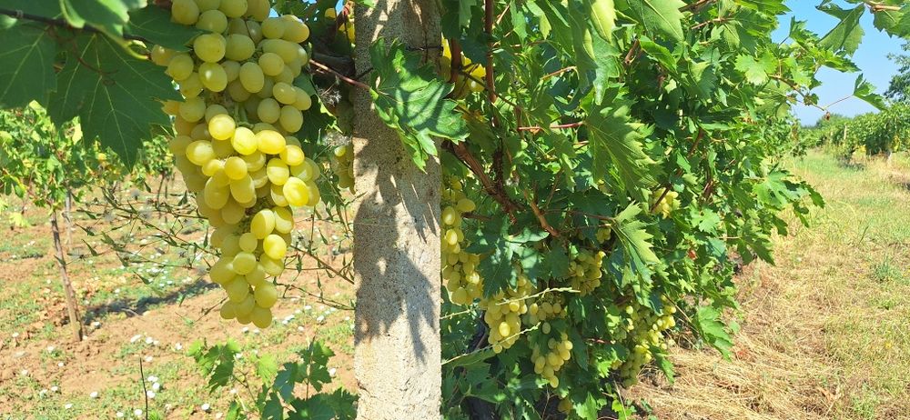 Продавам грозде за ракия-Супер ран Болгар