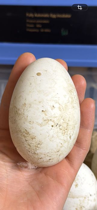 Инкубационное яйцо гусь Линда