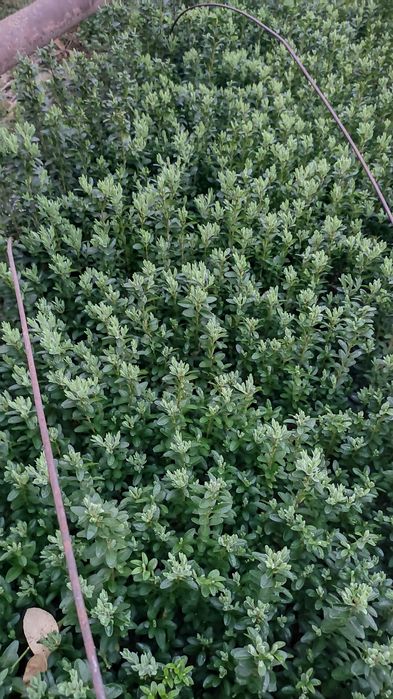 Шамшод кўчатлари сотилади