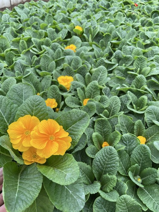 Иглика едроцветна