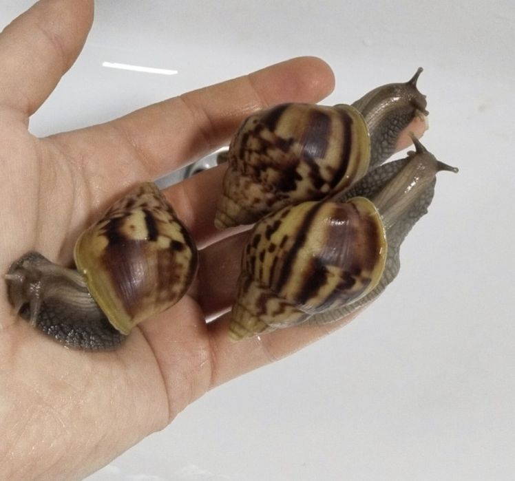 ахатина Фулика стандарт  axatina fulika standart ulitka