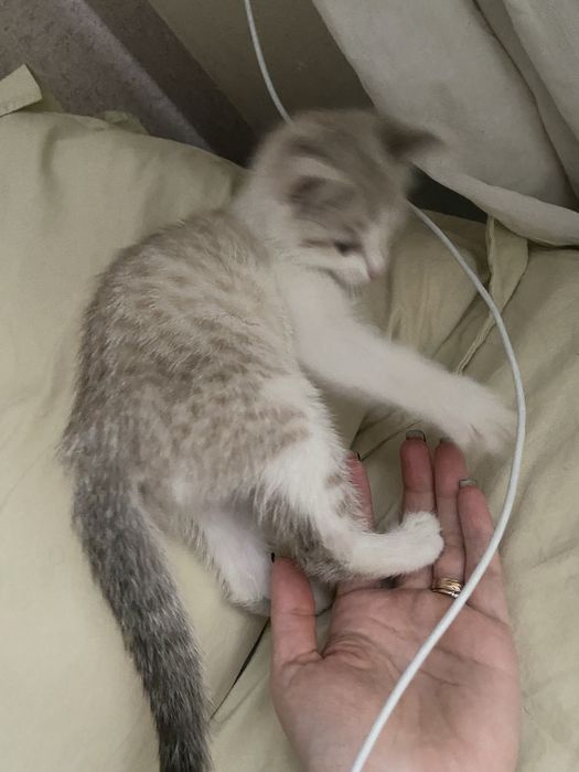 Отдам котенка бесплатно