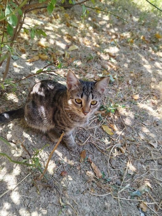 Mushuk la sotiladi 100 000 mindan 5 ta mushu