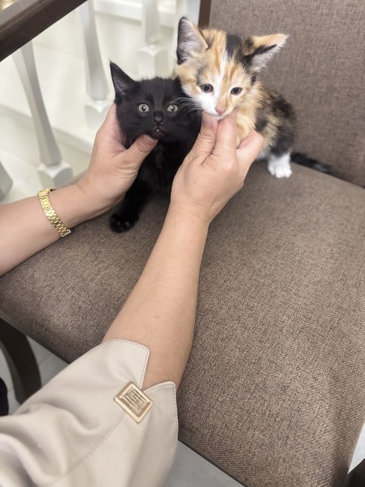 Отдам котёнок  даром