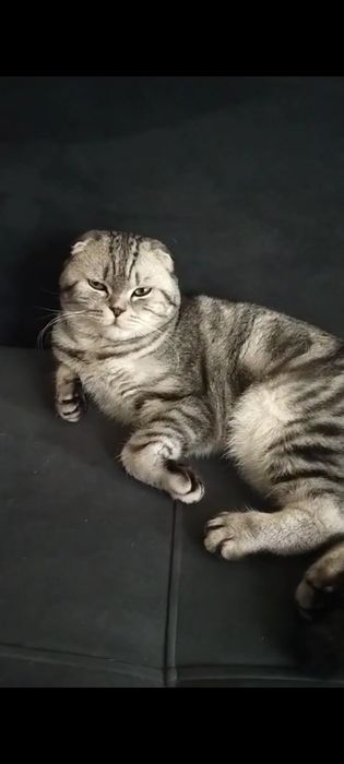 Передержка кошек