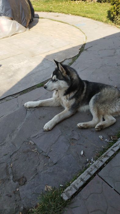 Продам Хаски четыре месяца.