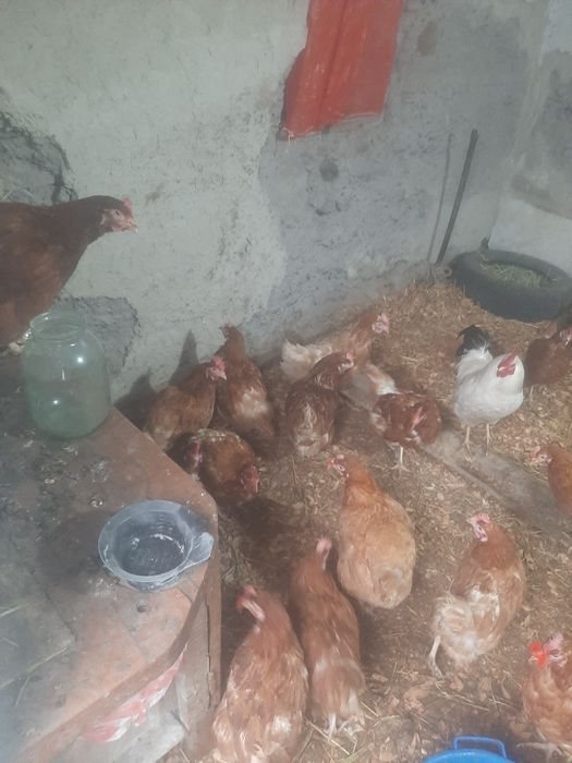 Продам срочно продам