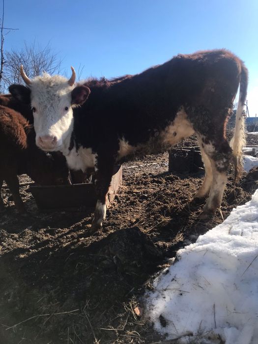 Продам коров и быков только оптом