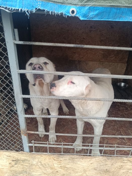 Продам Алабаев белых