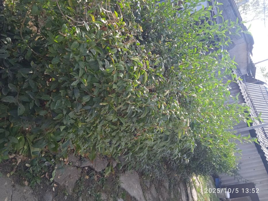 Продам беручину живая изгорать