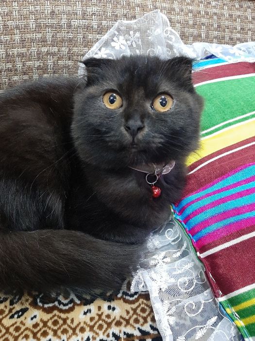 Скоттиш  фолд  мушук сотилади