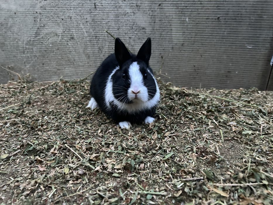 Iepuri pitici ( dwarf hotot)