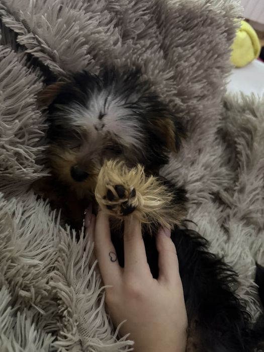 Йоркширски териер