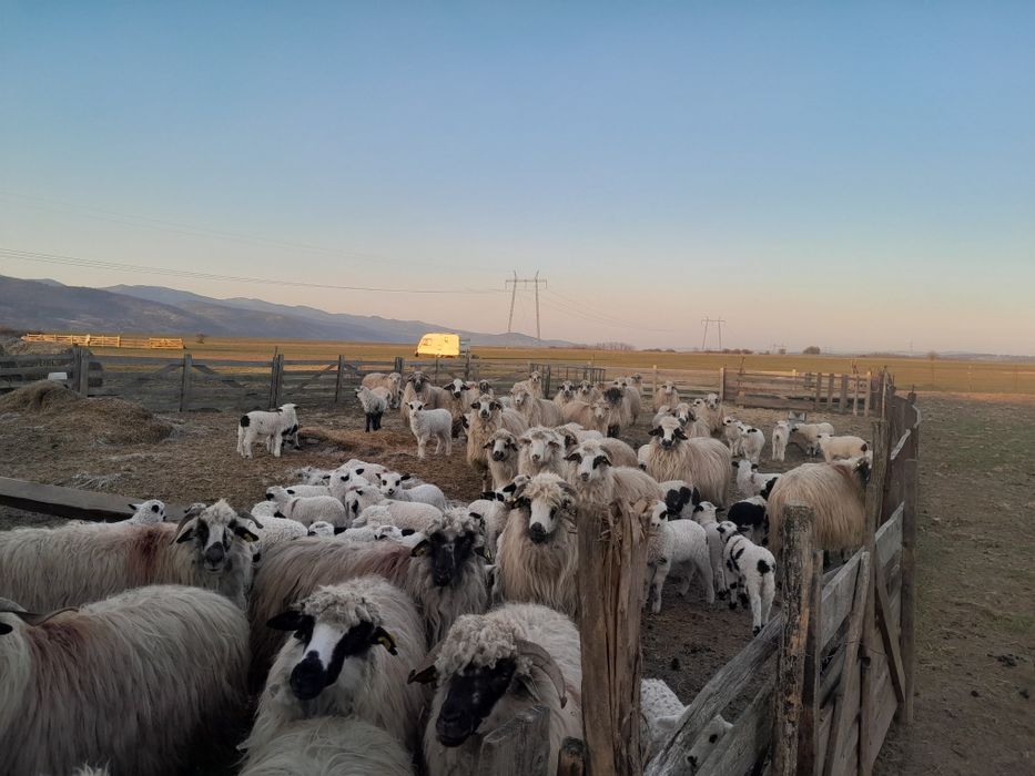 Oi de vanzare  în Balomiru de Camp