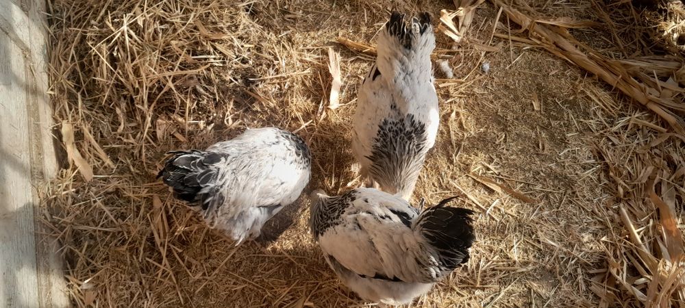 Brama xorozlar sotiladi donasi 180 optım 500 ming