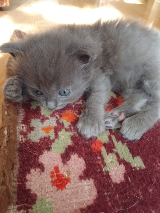 Отдадим котят в добрые руки