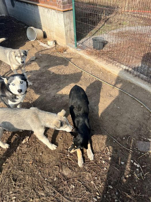 Щенки от мамы Хаски
