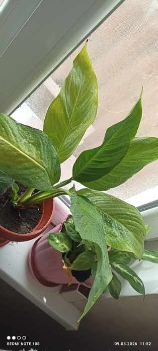 Продаем комнатные цветы