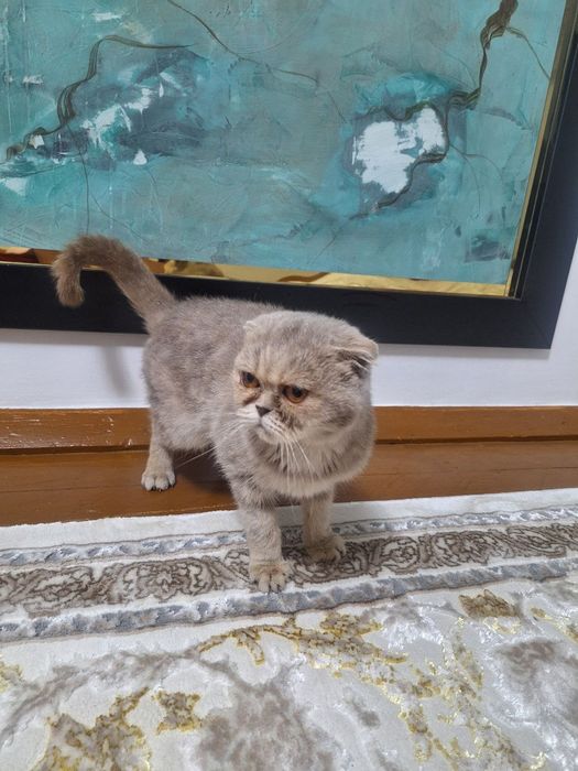 Scottish Fold (qulog'i qayrilgan)