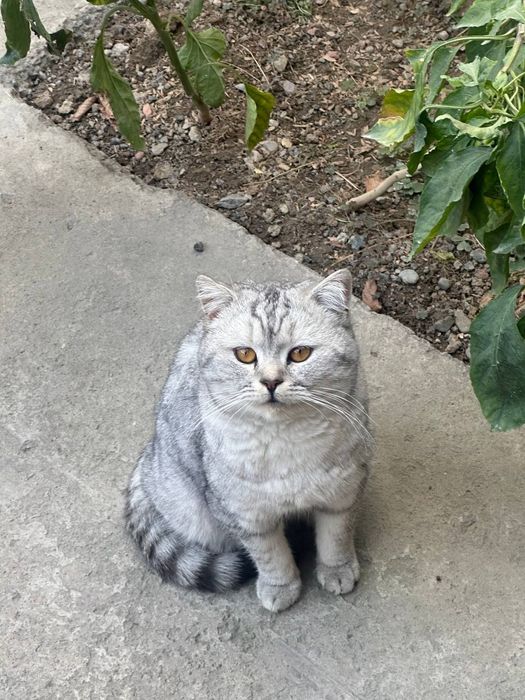 Вяска. Britaniskiy shinshila.