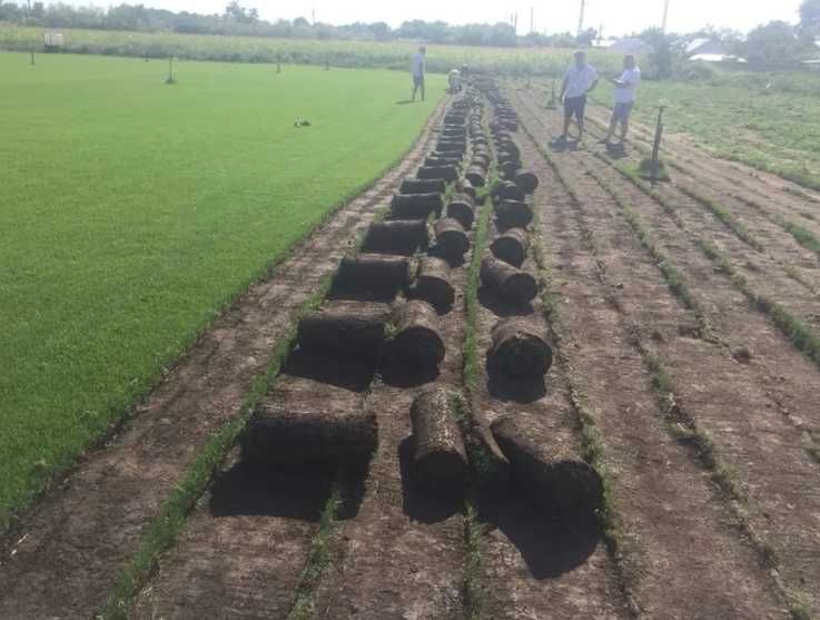 Gazon Rulou de Calitate – Curtea Ta, Verde Într-o Zi