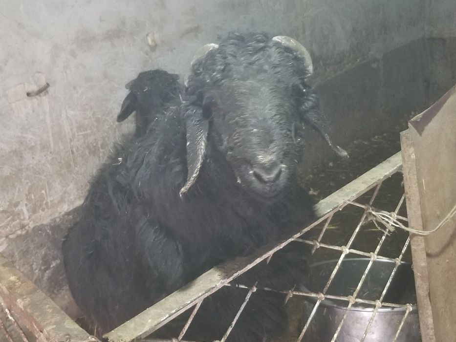 Гуножинлар ва койлар сотилади