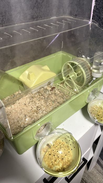 Клетка с джунгарскими хомяками