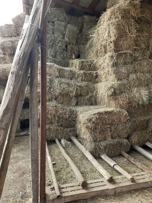 Vand baloti lucerna coasa 2 si 3