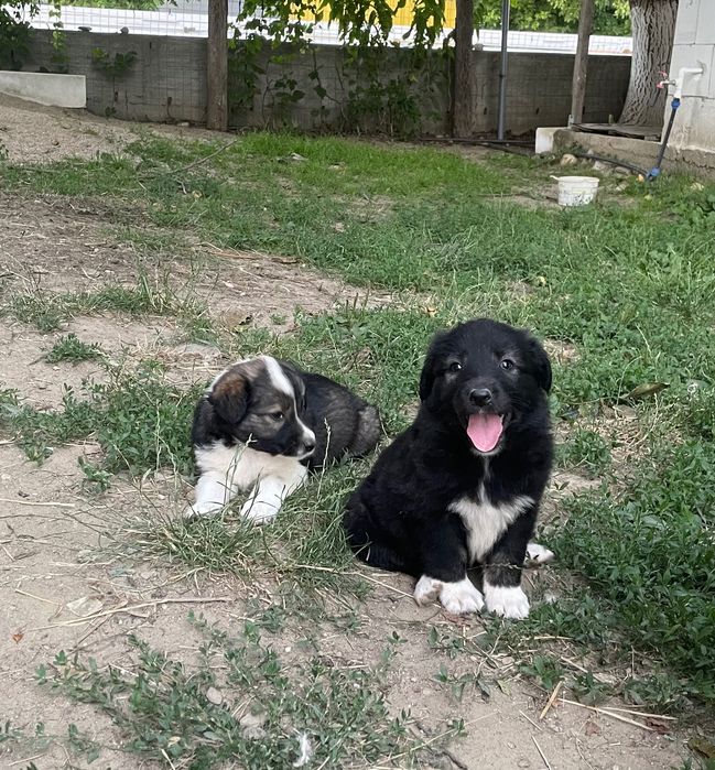 Cățeluși de talie mare
