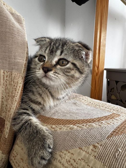 Отдам котенка Пух
