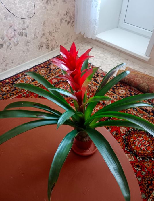 Цветы, цветок Гусмания