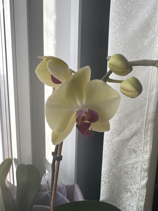Продам Орхидеи комнатные цветы