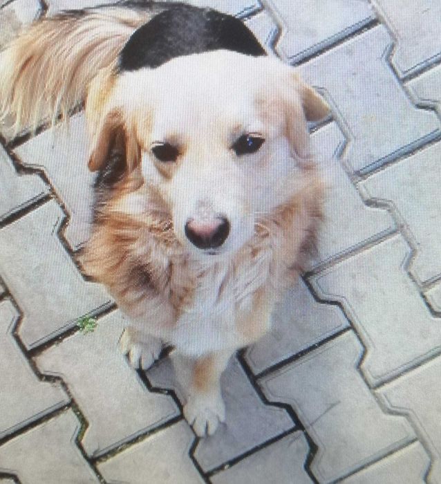 Ofer caine spre adoptie