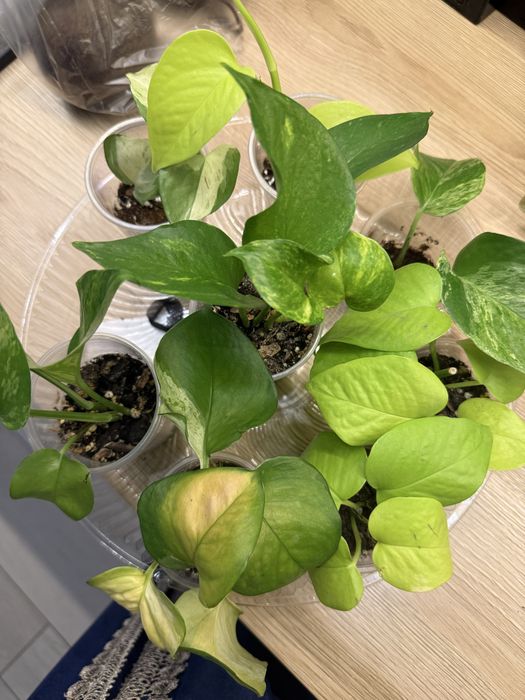 Эпипремнумы разные от 500 тг до 1500тг