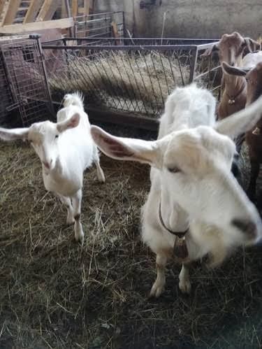 Продавам бели български дойни кози