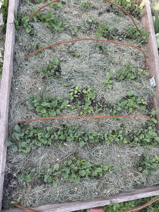 Продам рассаду цветная капуста