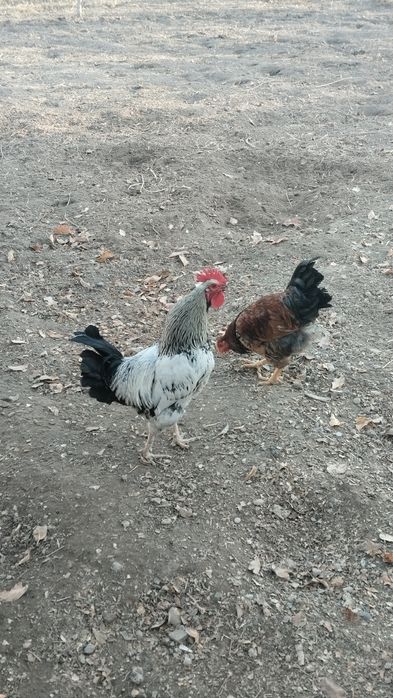 Әтештер сатылады