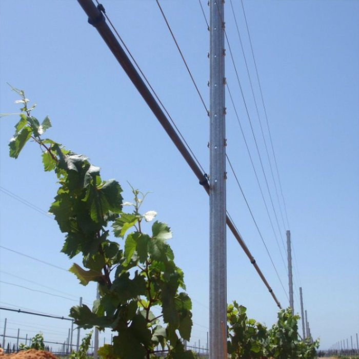 Șpalier metalic interimar Ethan pentru vița de vie 5x3x250 cm