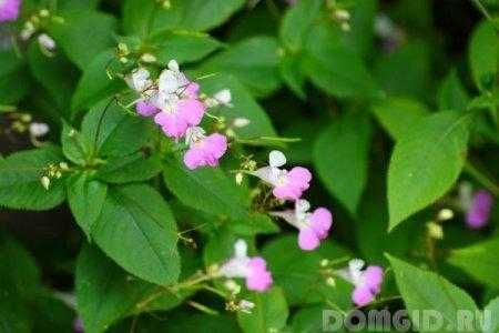 Хрян,Хоста, Еуфорбия, Медуница, Гарванов лук,  Астра, Манголд...