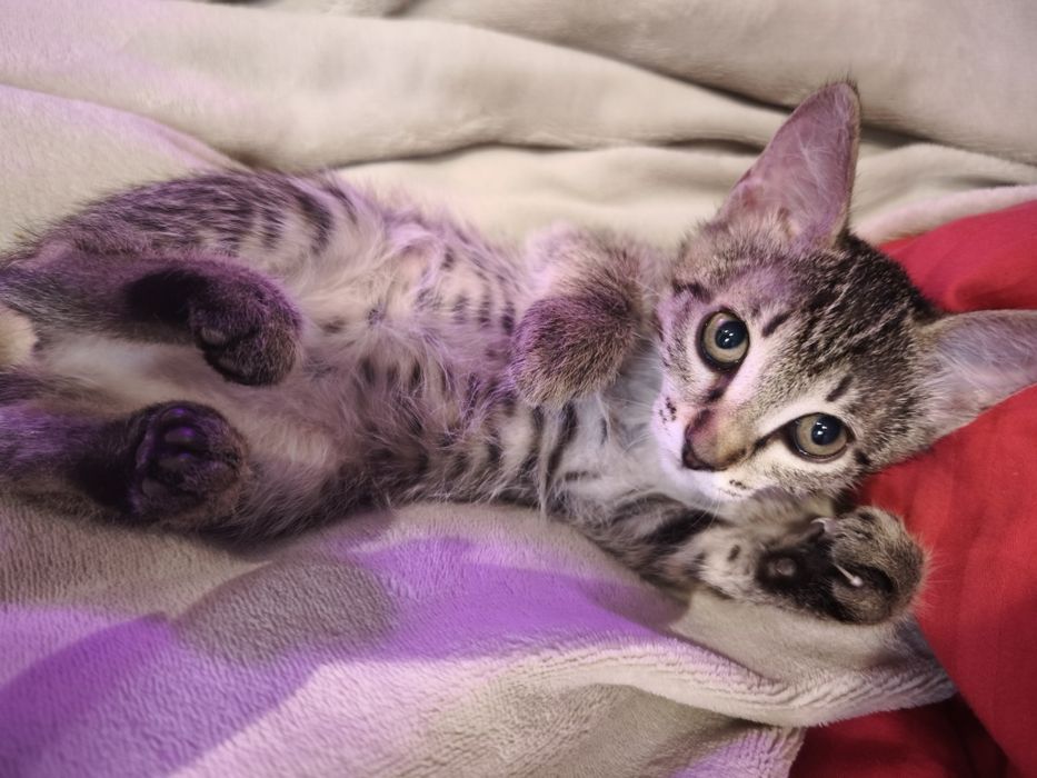 Котята бесплатно!