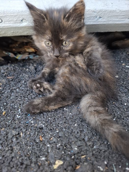 Отдам котят БЕСПЛАТНО